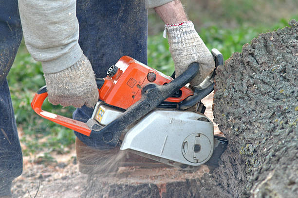 Best Tree Cabling and Bracing  in Brightwaters, NY