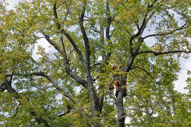 How Our Tree Care Process Works  in  Brightwaters, NY